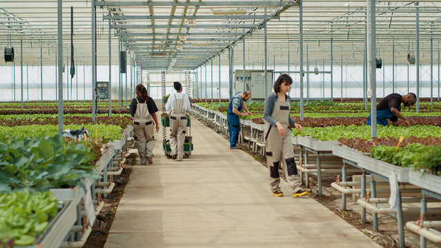View from the back of african american worker pushing rack with different types of lettuce while greenhouse pickers greet and do hand gesture. Smiling woman preparing delivery to local supermarket.