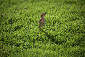 Portrait eines Kanarenpieper, Anthus berthelotii, ein Singvogel der Stelzen und Pieper.
