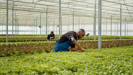 African american man doinig quality control for green salad plants in greenhouse inspecting seedlings. Diverse farm workers in hydroponic enviroment doing pest control in bio farm with organic crops.