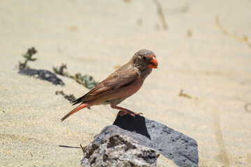 Ein Wüstengimpel oder ein Wüstentrompeter, Bucanetes githagineus auf der Suche nach Fressenbaren.
