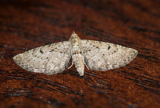 Der Gro&szlig;e Wacholder-Bl&uuml;tenspanner (Eupithecia intricata) auf einem Brett.
