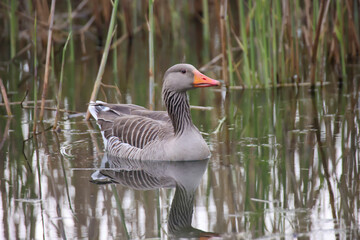Eine Graugans schwimmt auf einem Teich in einem Dorf. 