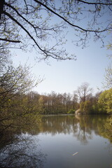 Fototapeta na wymiar calm lake with surrounding vegetation, reflection of trees in the lake, in the foreground against the light
