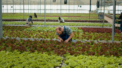 Caucasian man working in greenhouse inspecting lettuce plants checking for high quality before harvesting. Diverse farm workers in hydroponic enviroment taking care of plants for optimal growth.
