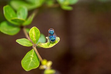green fly perched on the leaf