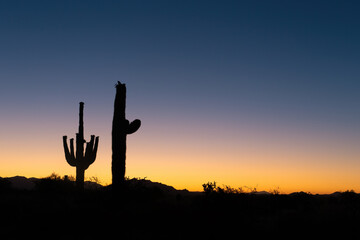 Saguaro cactus cacti silhouette at sunrise or sunset in the Southwest Arizona desert