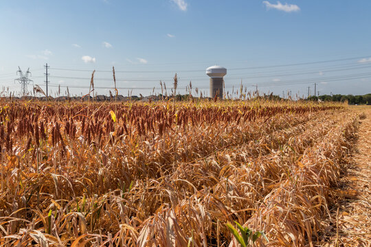 Wide view of a sorghum field with a water tower and power lines under a blue sky