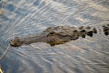 Peaceful American alligator swimming gracefully in a shallow, lake, making ripples