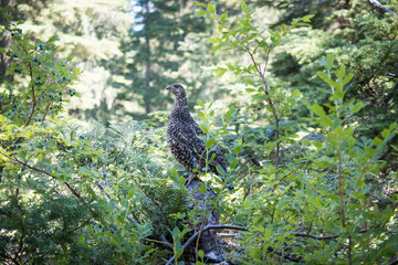 Grouse female bird in forest