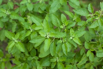 Many types of drugs are made from physical immunity from basil leaves