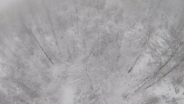 Aerial drone footage of the tall snow-covered trees on a foggy winter day