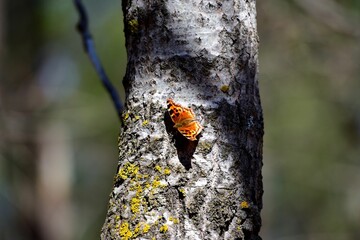 Closeup of butterfly perching on tree trunk with lichens