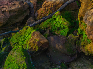 Green mossy rocks at the seaside