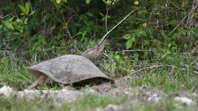 Closeup of the Chinese softshell turtle standing on the grass from back