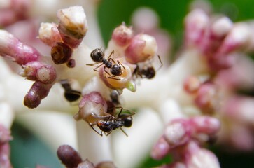 Closeup of ants collecting nectar from small pink and white flowers