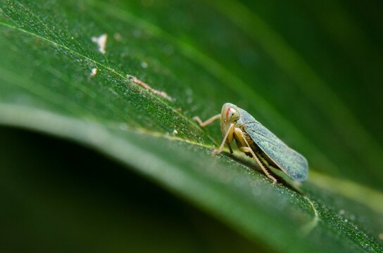 Closeup of a green leafhopper on a leaf