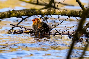 Coot chick in a pond behind tree branches