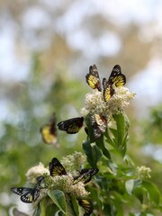 Vertical closeup of Delias pasithoe, the redbase Jezebel butterflies on flowers. © Wirestock Creators