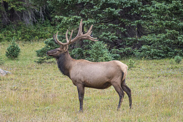 bull elk in the mountains