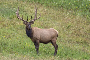 Naklejka na ściany i meble rocky mountain bull elk