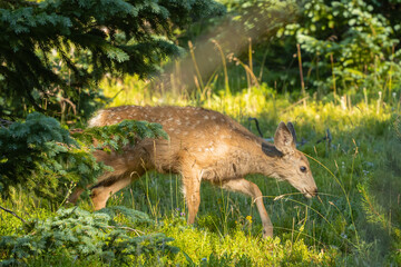 mule deer fawn in the woods