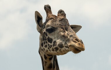 Fototapeta premium Photograph of the head of a Masai giraffe gesticulating also known as the Kilimanjaro giraffe.