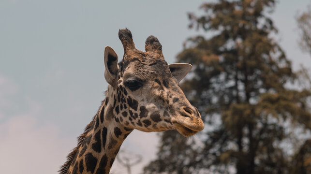 Photograph of the head of a Masai giraffe gesticulating also known as the Kilimanjaro giraffe.