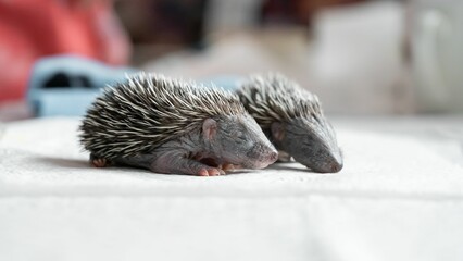 Closeup shot of two sweet sleeping hedgehogs on a table