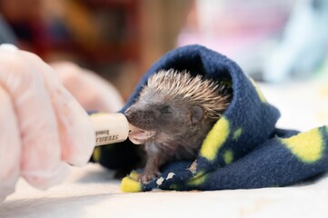 Closeup shot of a gloved vet feeding a baby hedgehog in a blanket with a syringe © Wirestock Creators