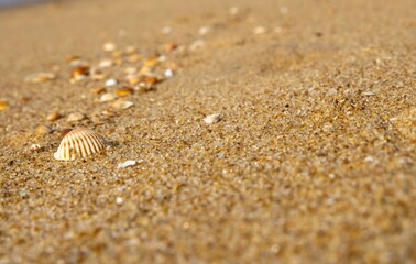 Conchas do mar
