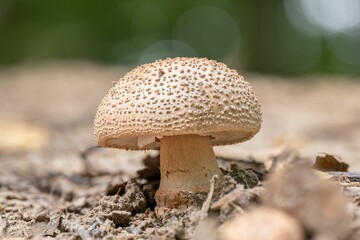 Fresh blusher mushroom (Amanita rubescens)