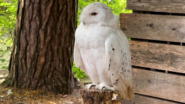 White Owl At the Zoo