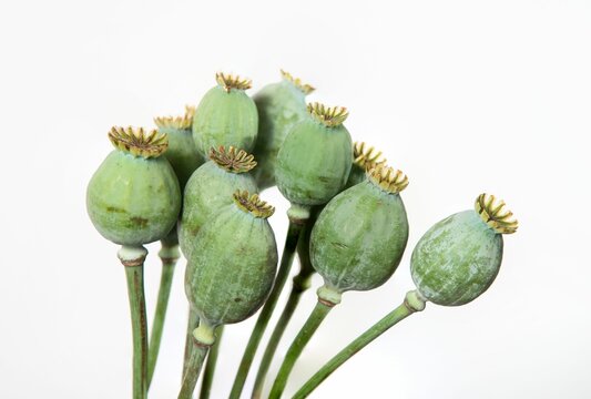 Opium papaver flower buds