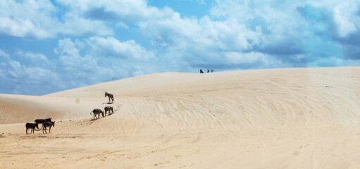 Fototapeta na wymiar white sand dunes in Brazil