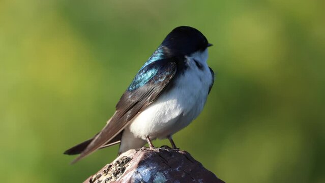 Footage of a tree swallow (Tachycineta bicolor) perched on the wood