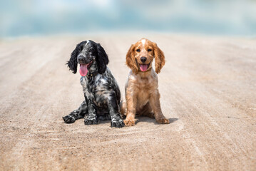 Two adorable spaniel puppies are sitting on a sunny day on white sand against a blue sky. Hunting...