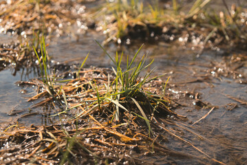 Closeup of grass growing in a watery mud