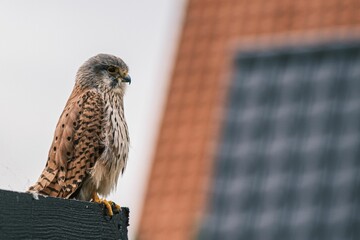 Closeup shot of a common kestrel on the blurry background