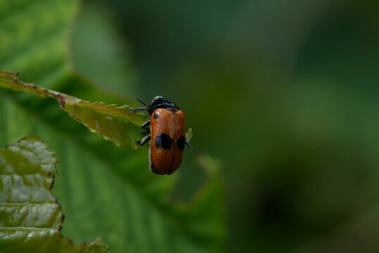 Closeup shot of a Clytra quadripunctata on the leaf