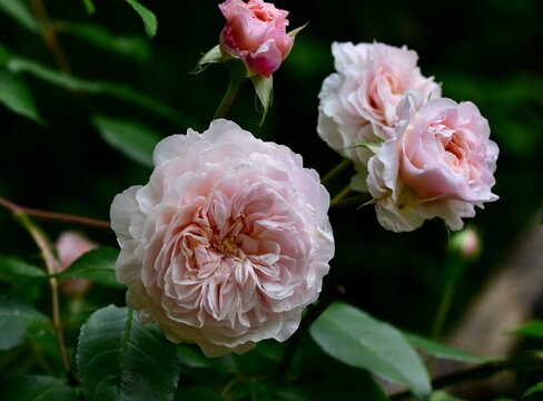 Closeup of pink Albrighton Ramble roses growing in the garden