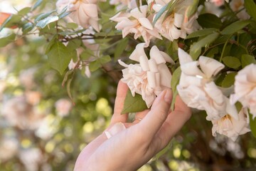 Closeup of a hand touching a white rose in sunlight