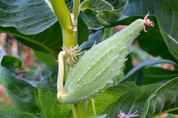 Showy Milkweed Fruit 01