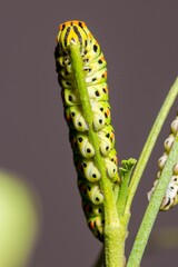 Exotic colorful butterfly caterpillar, Old World swallowtail, Papilio machaon. Yellow, black, orange