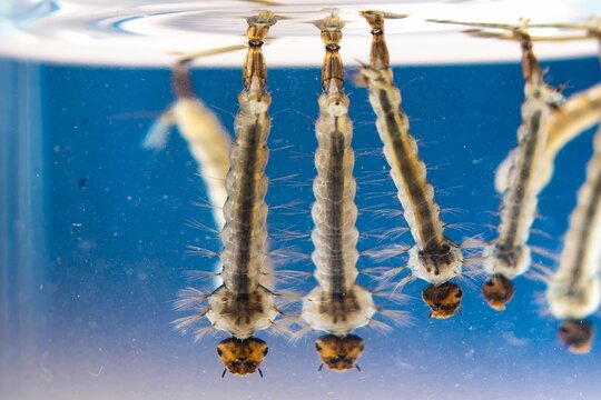 Asian tiger mosquito larvae in water alive, Aedes albopictus