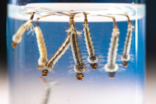 Asian tiger mosquito larvae in water alive, Aedes albopictus