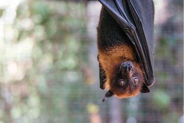 Pemba flying fox in a safari park