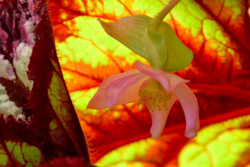 Begonia Blossom Underlead 04