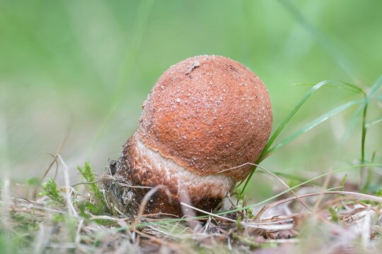 Macro shot of a young red-capped scaber stalk mushroom (Leccinum aurantiacum)