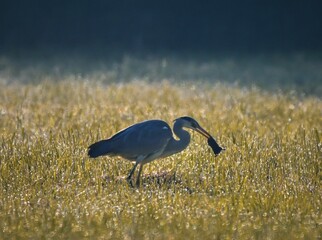 Gray heron standing in field and keeping hunting in mouth