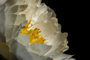 Closeup of a white peony (Pfingstrose, Paeonia) with yellow pistils on a black background